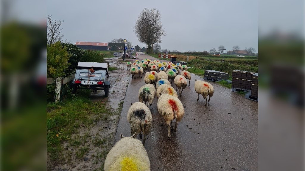 schapen verweiden