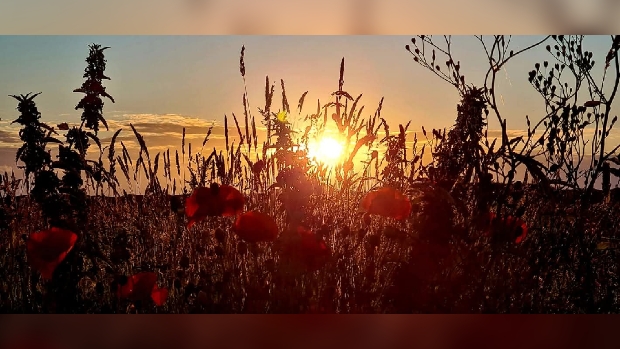 Ondergaande zon 'Sungazing Texel'