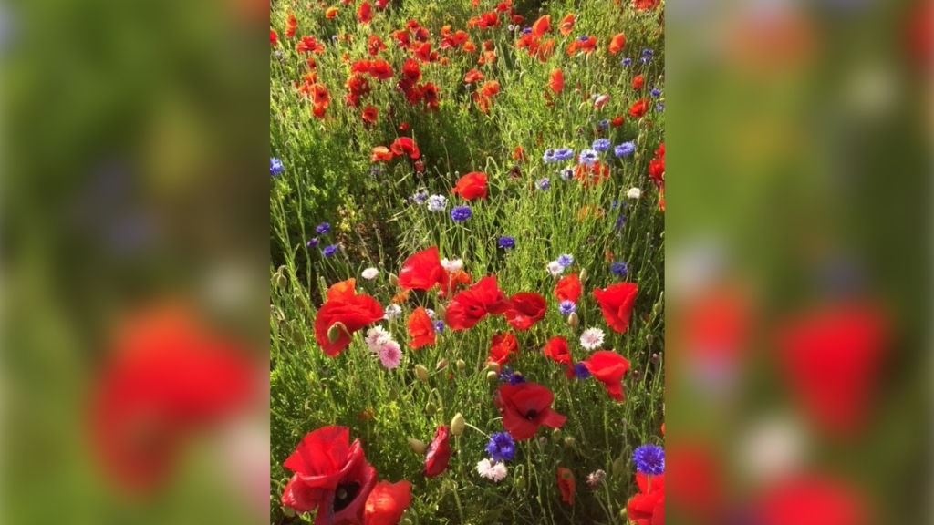Zelf pluk Tuin Ro0mmelpot 15 Den Hoorn