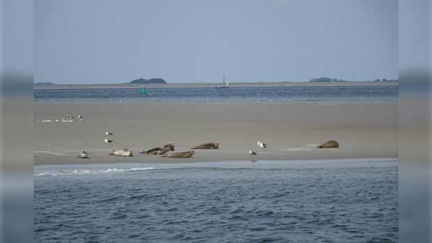 rustende zeehonden