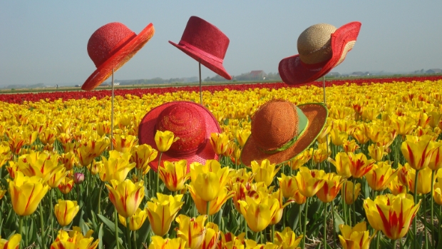 hoeden in de tulpen