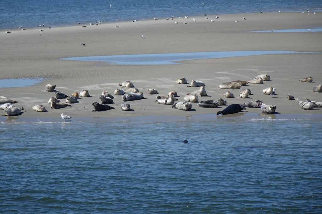 Zeehonden op de Razende bol