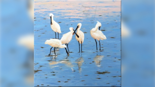 Tegeltjes van Texel - Lepelaars