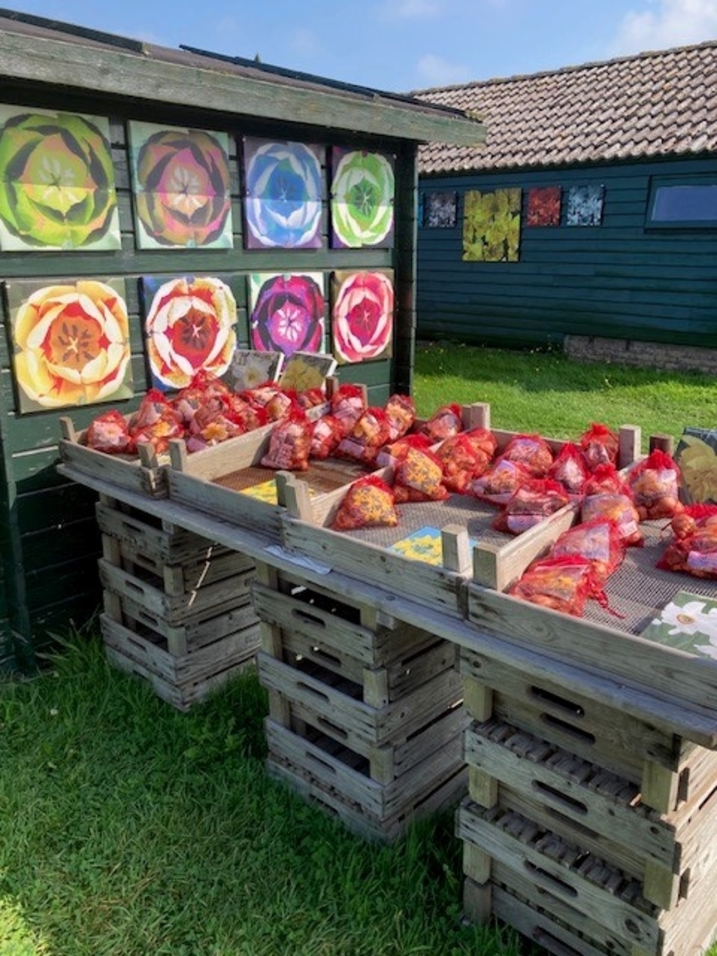 bloembollen verkoop TexelBol