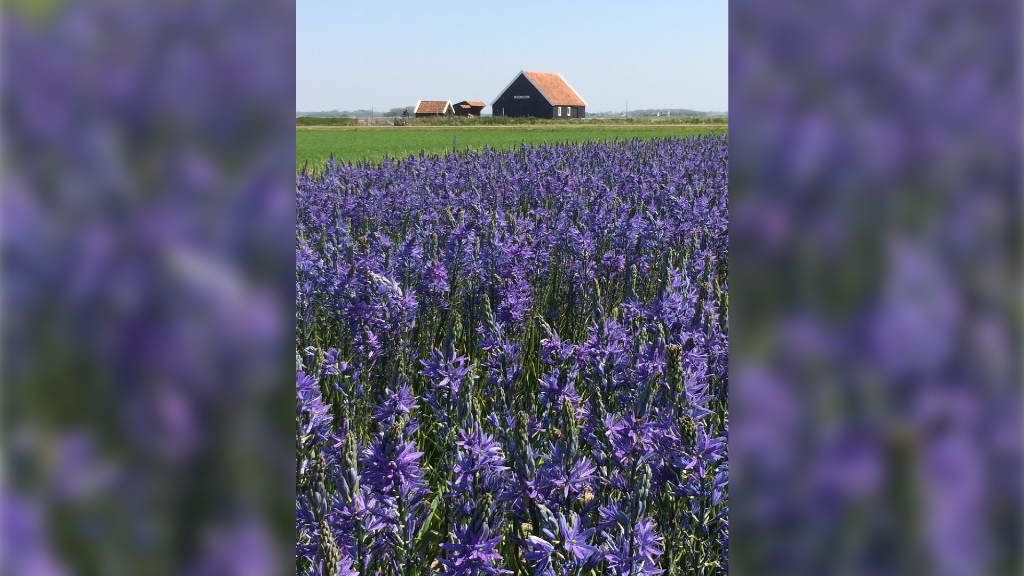Camassia's in bloei bij TexelBol