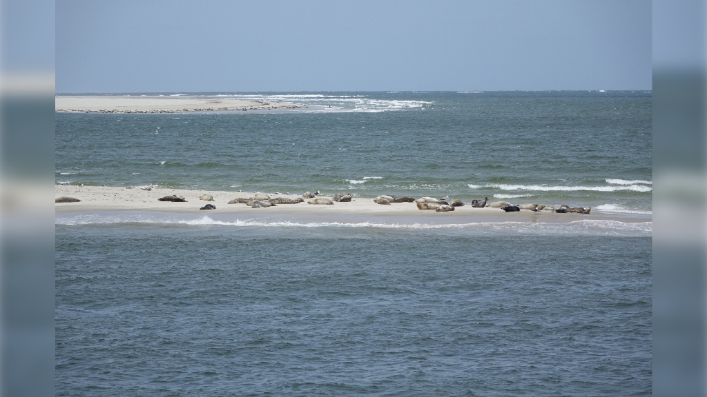 Zeehonden op de Razende bol