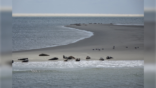 Zeehonden op de Razende bol