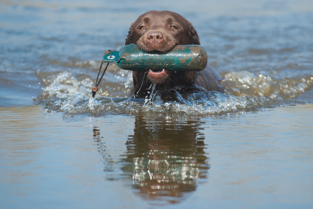 Labrador in het water met dummy