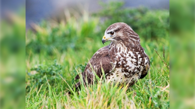 Buizerd