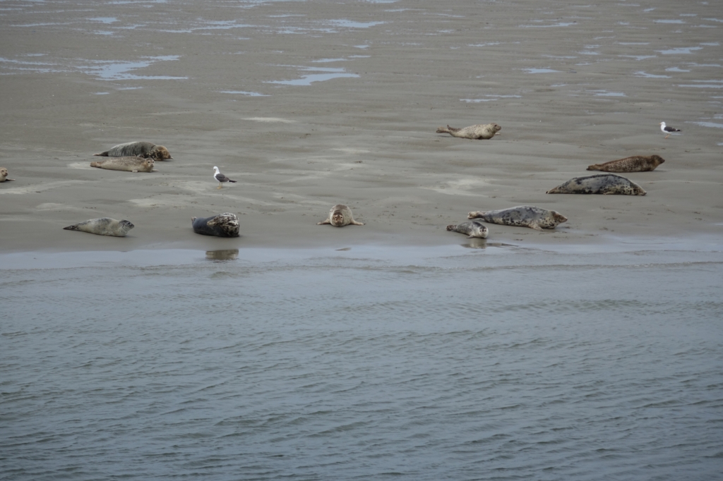 rustende zeehonden