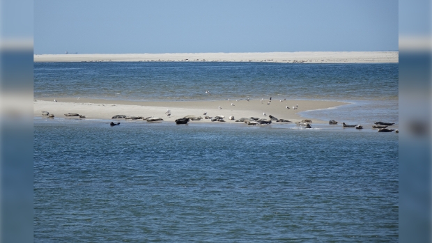 Zeehonden op de Razende bol