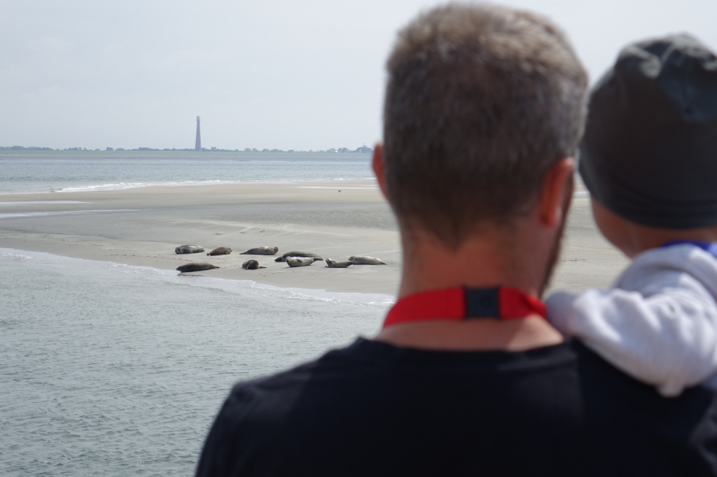 rustende zeehonden