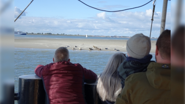 rustende zeehonden