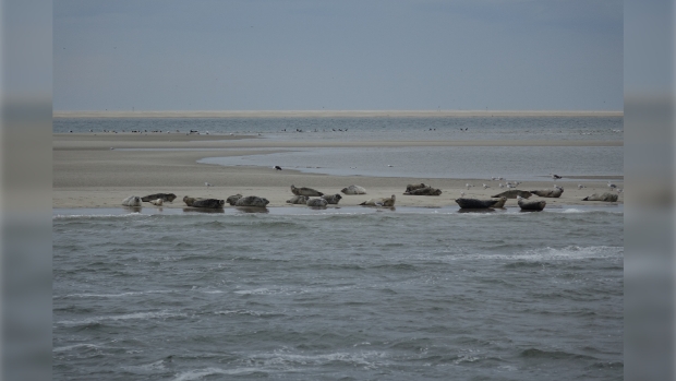 Zeehonden op de Razende bol