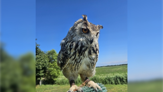 Roofvogelshow