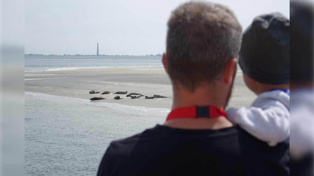 Zeehonden op de Razende bol