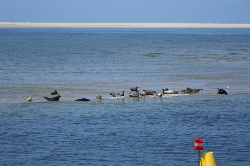 Zeehonden op de Razende bol
