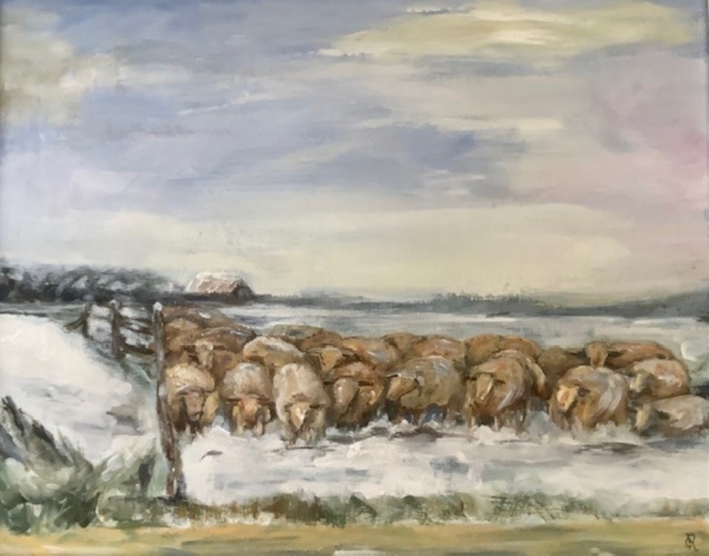 Schapen op Oost