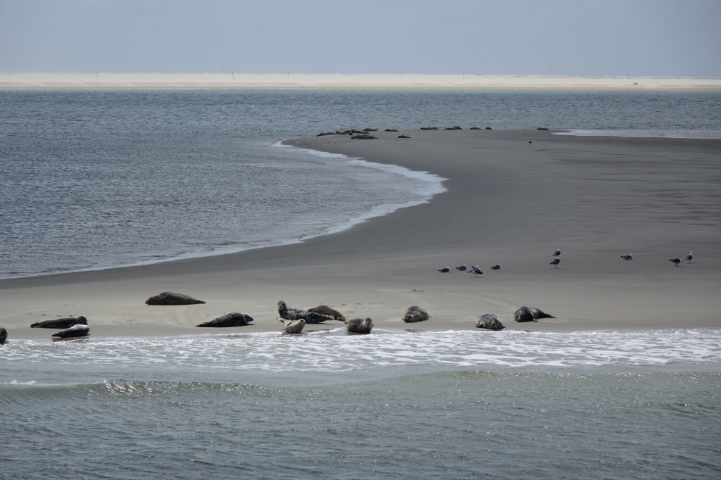 Zeehonden op de Razende bol