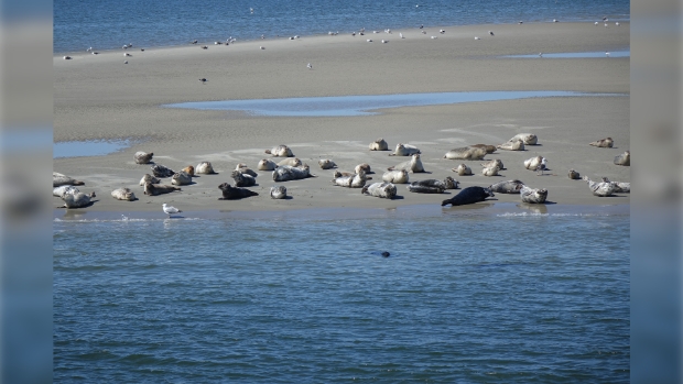 Zeehonden op de Razende bol