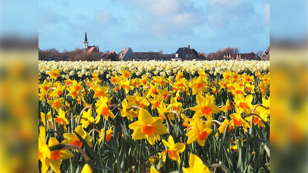 Narcissen in bloei bij TexelBol
