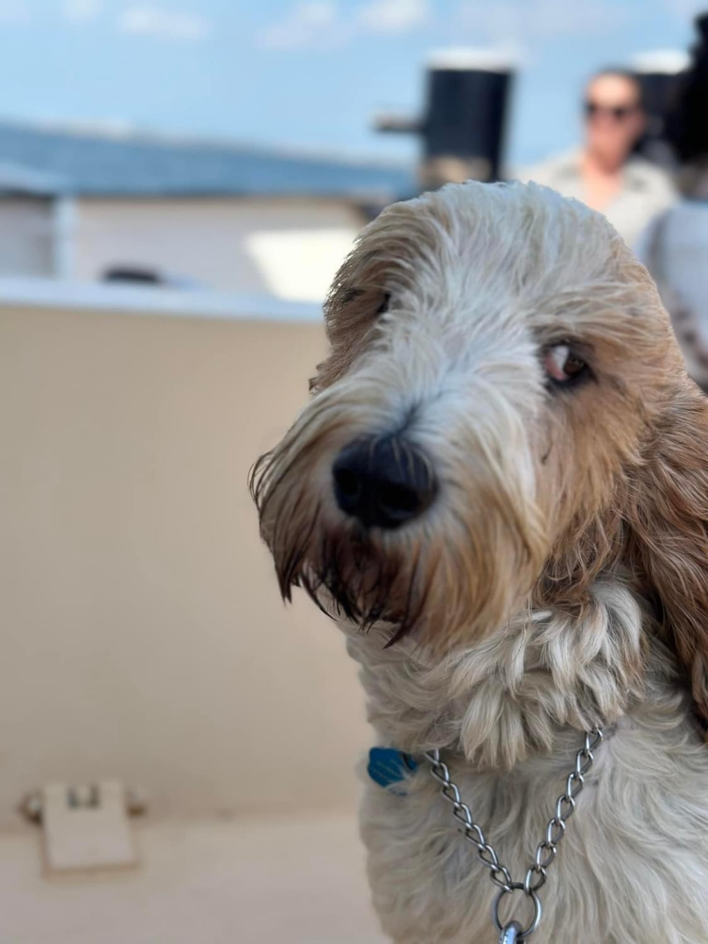 honden welkom