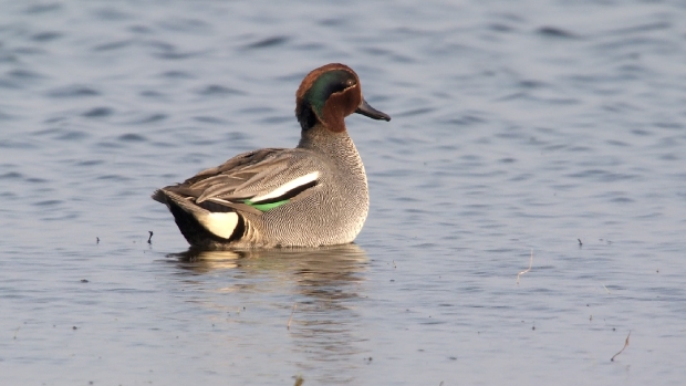 Wintertaling