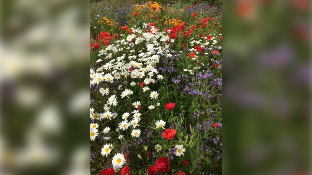 Zelf pluk tuin Rommelpot 15