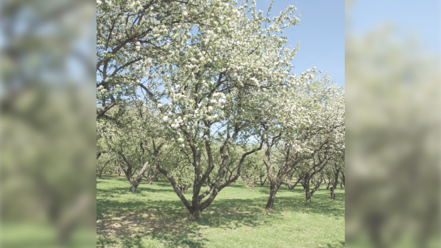 Bloesem in boomgaard