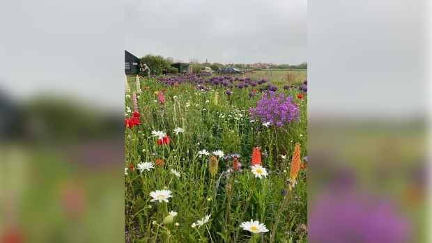 zelfpluktuin TexelBol