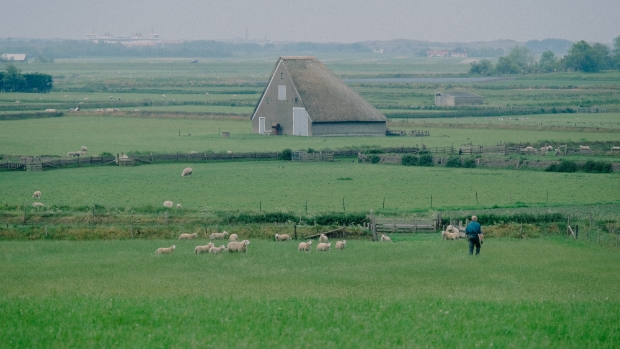 Icoonlandschap de Hoge Berg, met schapen, schapenboeten en tuinwallen.