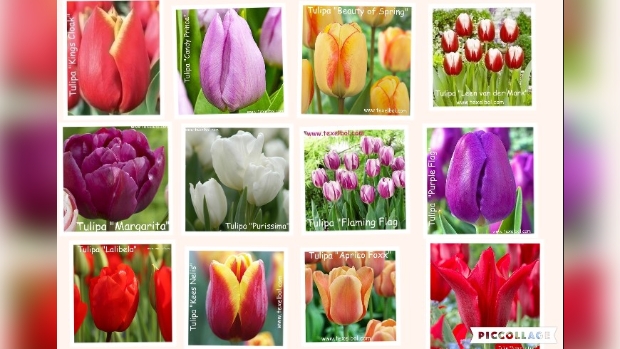 o.a.deze tulpenbollen te koop bij Texelbol