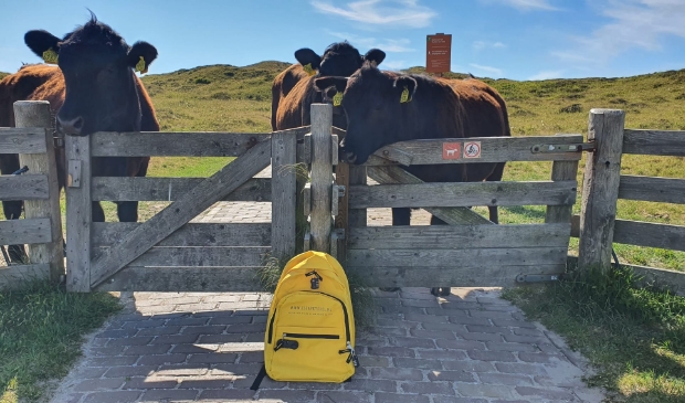 Escape Texel Tas en koeien