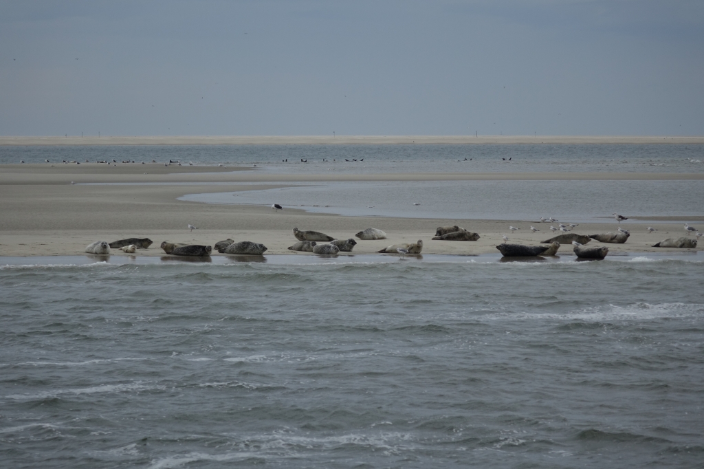 Zeehonden op de Razende bol