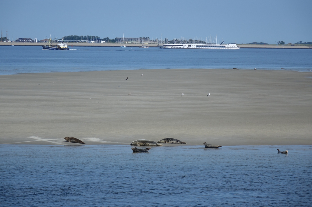 Zeehonden 