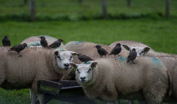 "Onaangekondigde inspectie is zeer tevreden." Foto: Ingmar de Boer.