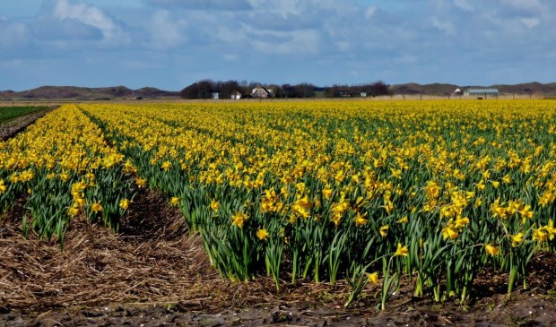 "Lente!", schrijft Jitty Leyen bij deze bloeiende narcissen.