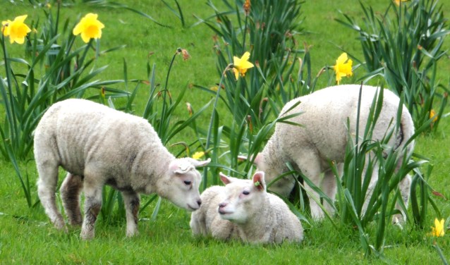 Alle facetten van de lente vastgelegd door Marja Graaf.