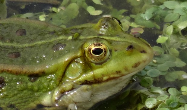 Foto Jolanda Knoops