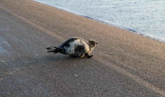 Foto: Janet Brouwer