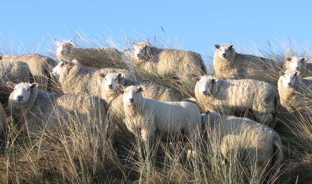 Schapen. Archieffoto: Harry Weijers