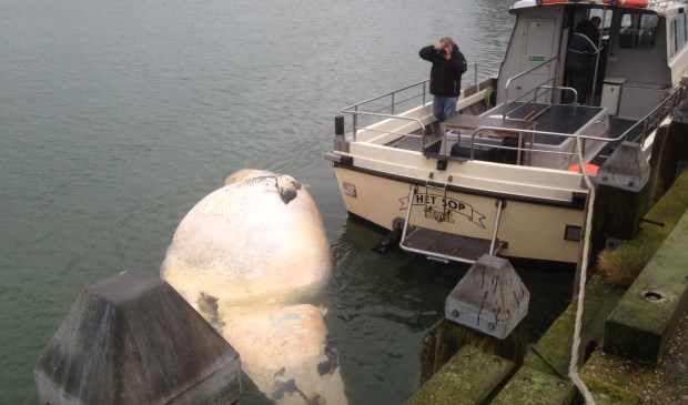 De dode walvis bij Het Sop.