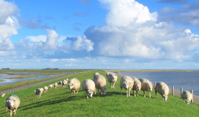 De echte Texelaar?