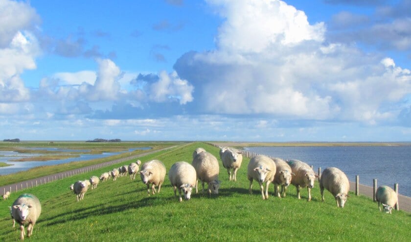 De echte Texelaar?