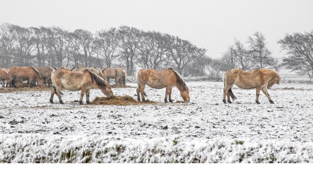 Winterse omstandigheden, vastgelegd door Justin Segerink van Justin Sinner Pictures.