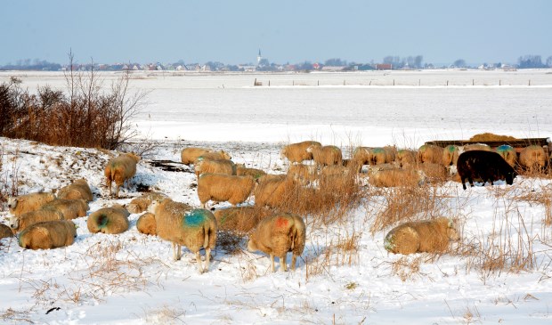 Schapen bij Den Hoorn in de sneeuw. (Foto Salko de Wolf)