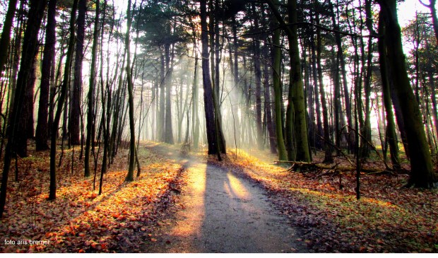 Herfst in winters bos. (Foto Aris Bremer)