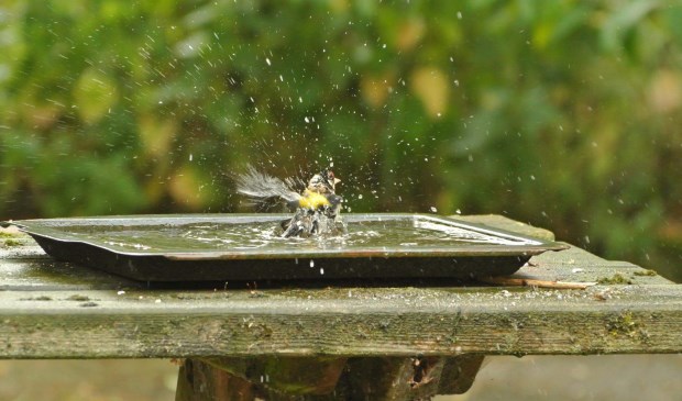 Badderen in de regen.