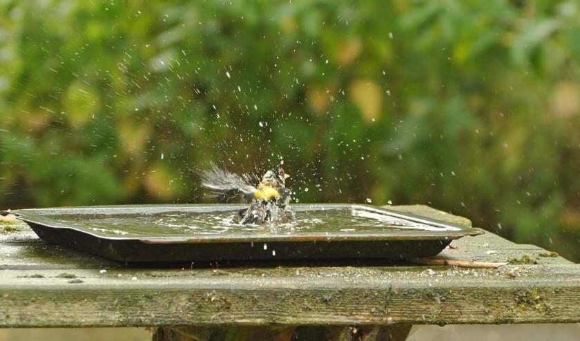 Badderen in de regen.