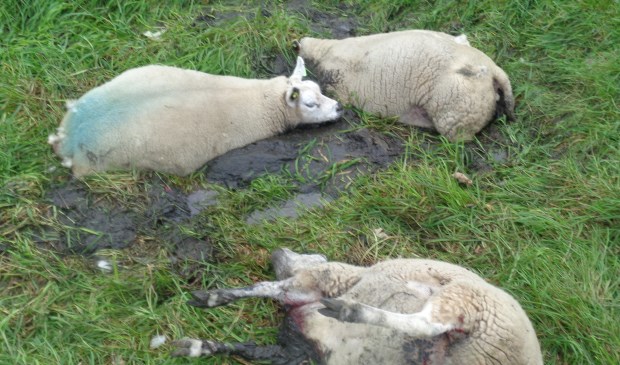 Hond in de wei: twee dode schapen en een gewond schaap.